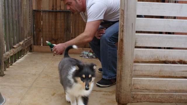 Rough Collie Cachorro