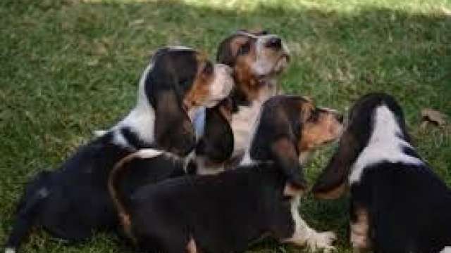 Basset hound Cachorro disponíveis