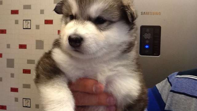 Cachorro jac akc reg malamute do alasca