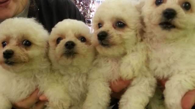 Bichon maltês cachorros para uma boa casa