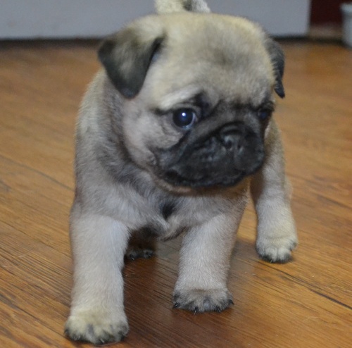 Cachorro de pug bonito disponível