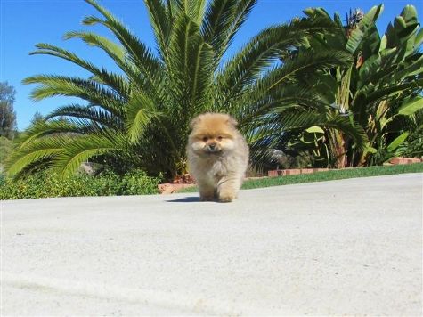 Pomerânia Cachorro para adoção 