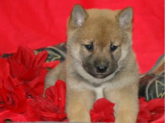 shiba inu Cachorro adoráveis ​​e casa levantou para adoção