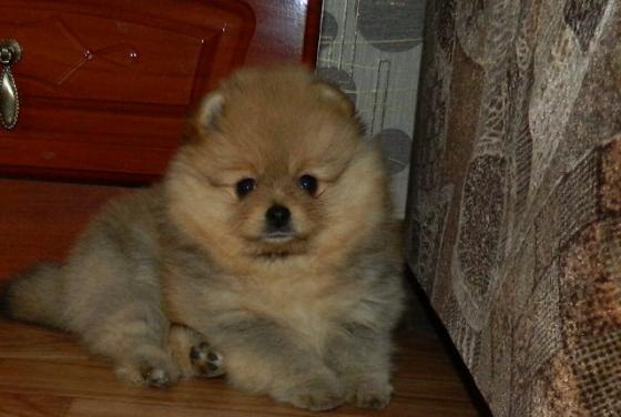  Pomerânia Cachorro 