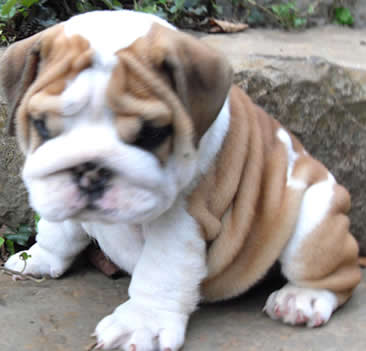  Cachorro Bulldog Inglês