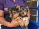 Compre yorkies Cachorro de cachorro bonitos dois 