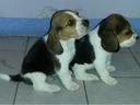 Cachorro de cachorro beagle