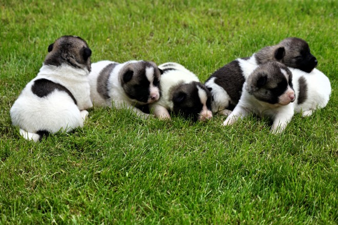 Grandes cachorros Chunky Akita americano listo para ir a casa