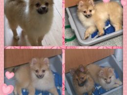 Masculino deslumbrante e Pomeranian feminino