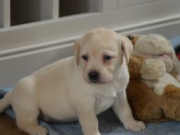 Labrador retriever