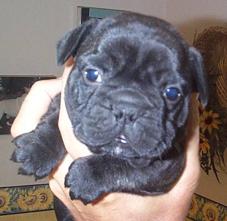 8 semanas de idade os bebês buldogue francês