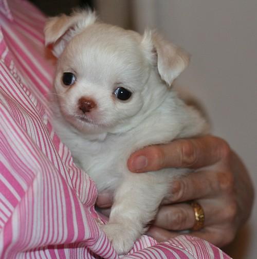 Chihuahua