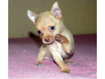 Chihuahua