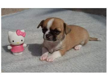 Chihuahua