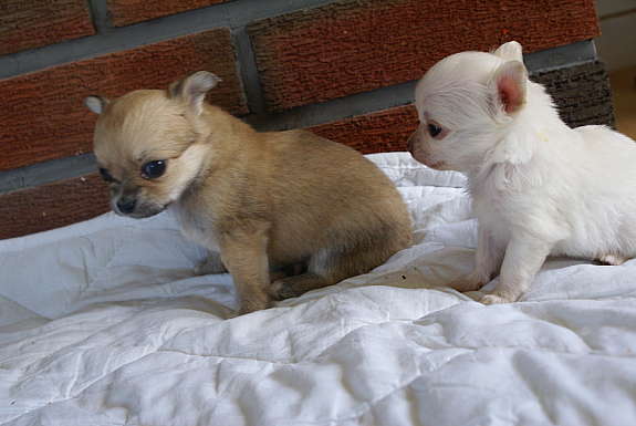 Chihuahua