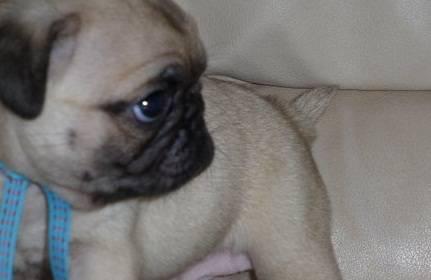  Cachorro de pug para um lar amoroso para o Natal