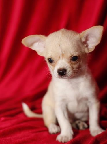  Chihuahua cachorros machos e femininos