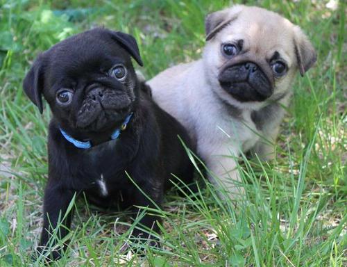  Cachorro de pug macho e fêmea