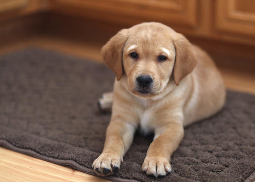 cachorro de cachorro labrador retriever