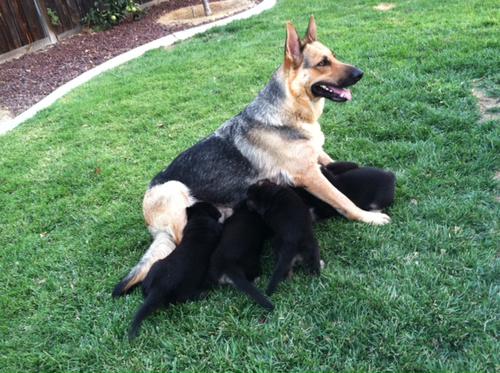  Lindos Cachorro Pastor Alemão prontos para adoção