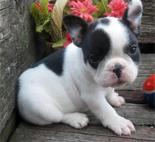  superior Azul bulldog francês Cachorro.