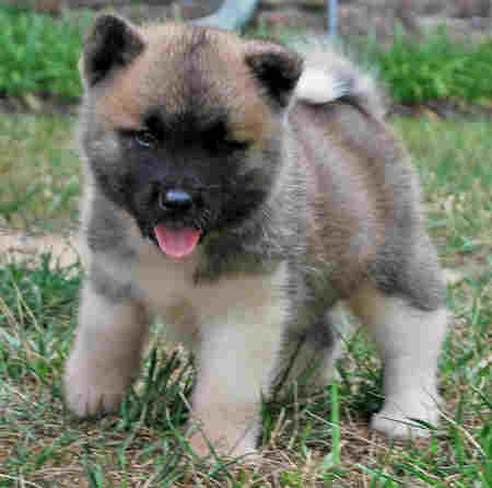 Saudável Akita Inu Cachorro para Rehoming