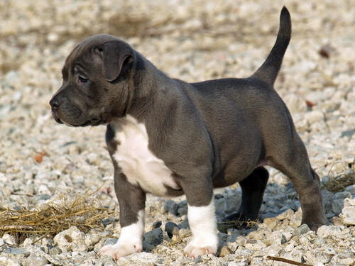  Lindo macho e fêmea Pitbull americano