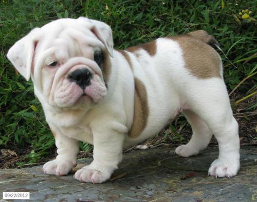  Circulação AKC registrado Bulldog Inglês Cachorro disponíveis