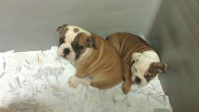 Bulldog Ingles