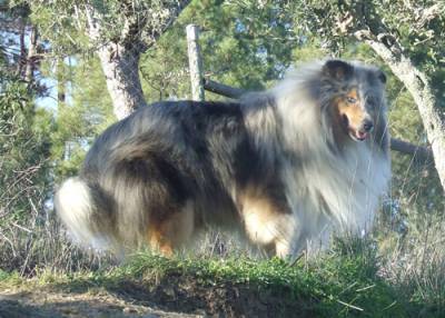 Rough Collie - Lassie