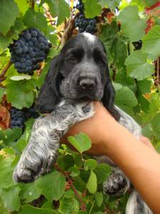 Cocker Spaniel Inglês