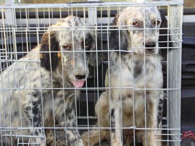 SETTER INGLES Cachorra com LOP iniciada na caça