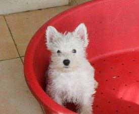 West Highland White Terrier