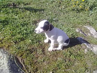 VENDE-SE JACK RUSSEL COM PEDIGREE