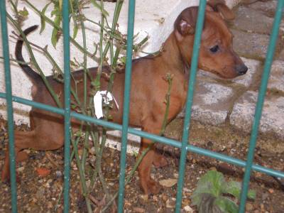 PINCHERS MINIATURAS cachorros EXCELENTES