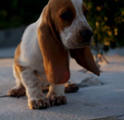 Ninhada de Basset Hound