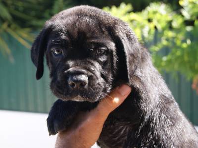 CANE CORSO - Excelente preço