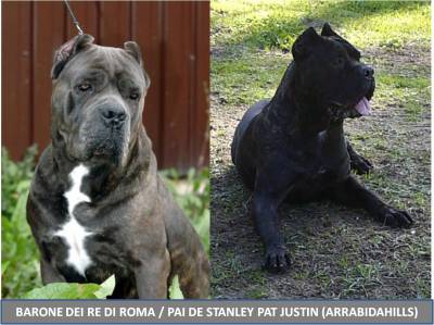 Cachorros Cane Corso Disponíveis