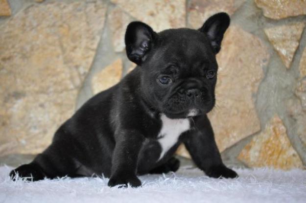 Bulldog Francês