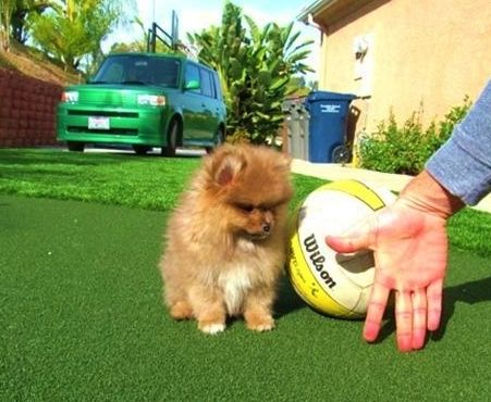 Registro Masculino -fêmea de e Cachorro da Pomerânia Disponíveis Para casas amorosos‏ 