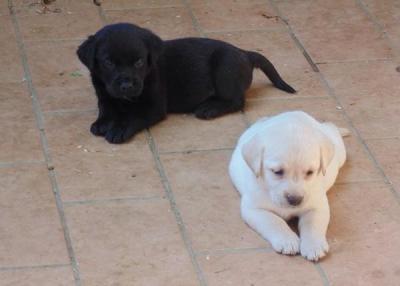 Cachorro de cachorro bonito labrador com...