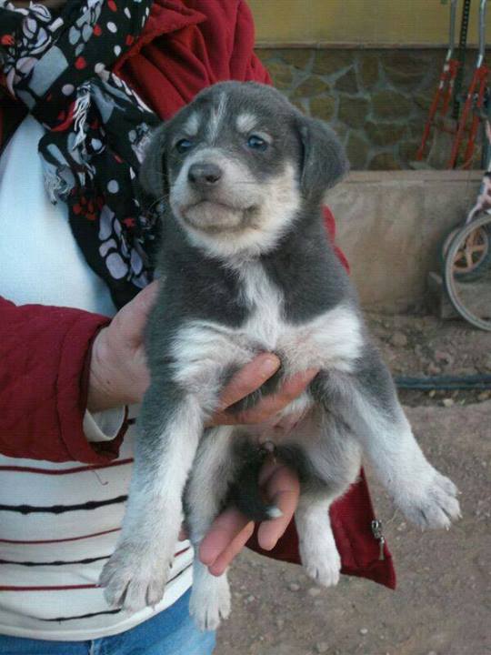 Machos e fêmeas Cachorro de Husky siberiano com azul olhos para adoção‏ 