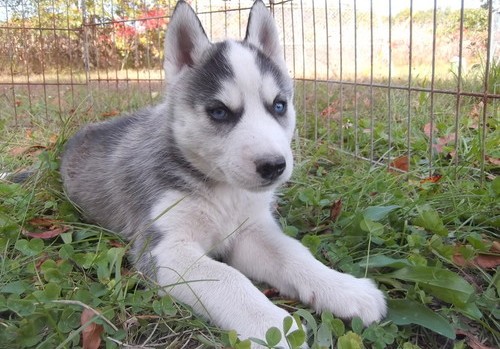 Cachorritos de Husky Siberianos