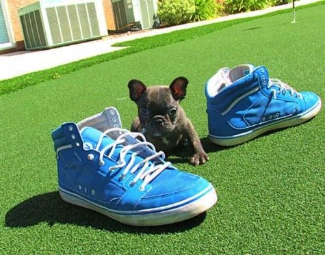 bulldogue‏ Frances Cachorro disponíveis para adoção 