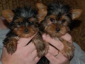 Os Cachorro de cachorro Yorkshire Terrier...