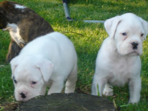 Pure Cachorro Boxer brancos criados
