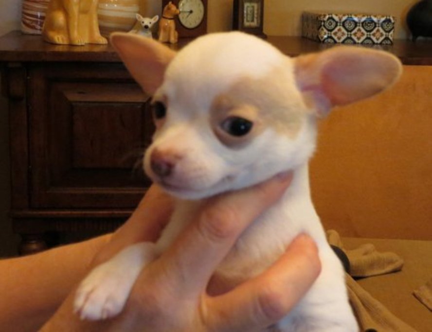 Registrado masculinos e femininos Chihuahua cachorros prontos para adopção