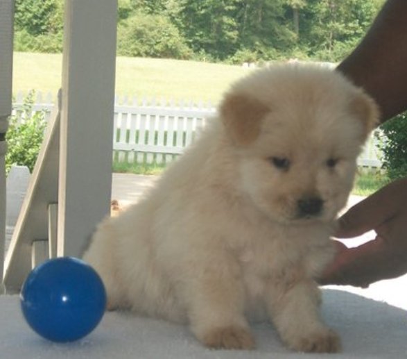 Macho e fêmea chow chow Cachorro estão amando para realojamento