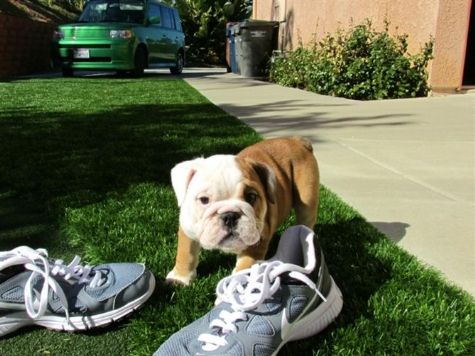Gratis Macho e fêmea Cachorro de Bulldog Inglês