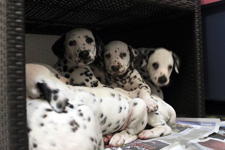  Gratis Cachorro de Dorbeman terrier prontos para adocao